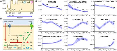 Metabolism of Citrate and Other Carboxylic Acids in Erythrocytes As a Function of Oxygen Saturation and Refrigerated Storage
